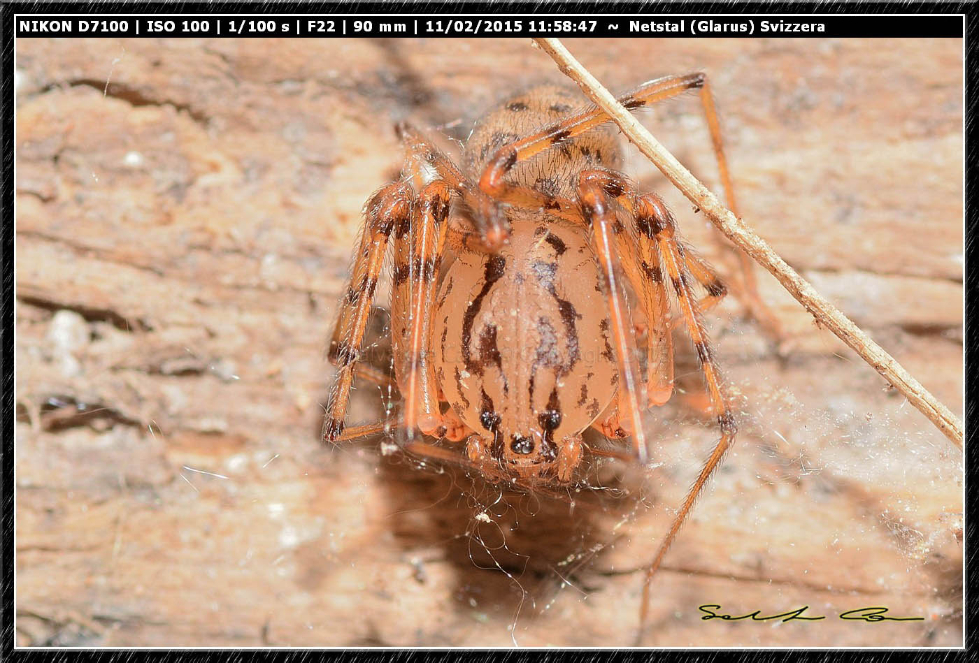 Scytodes thoracica - Nestal (Svizzera)